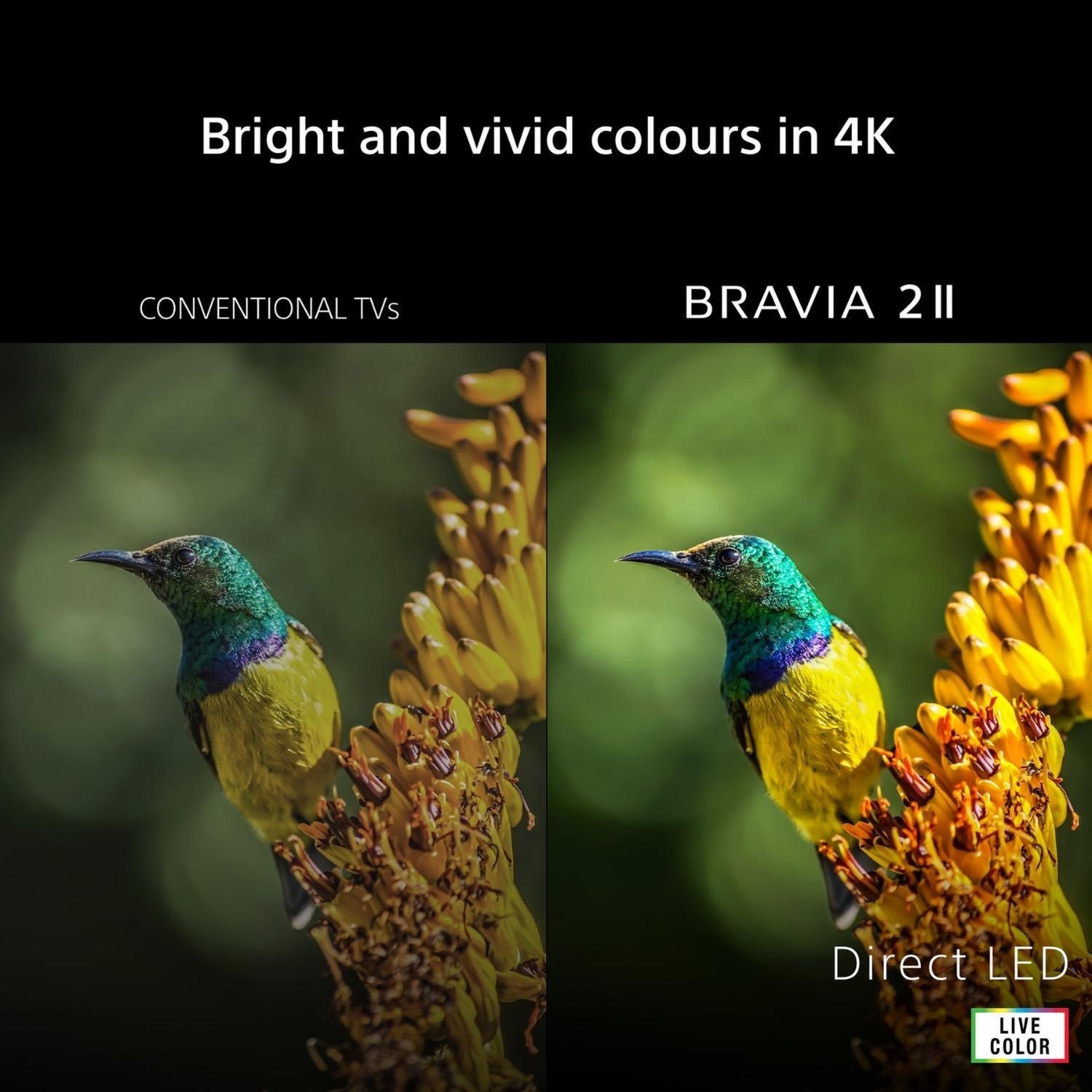 BRAVIA 2